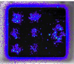 SP100 - Opticell ultrasound exposure configuration - Spatial resolution studies